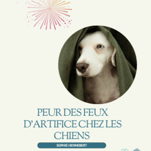 E-Book: Peur des feux d'artifice chez les chiens