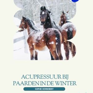 Acupressuur voor paarden in de winter | Natuurlijk welzijn en balans